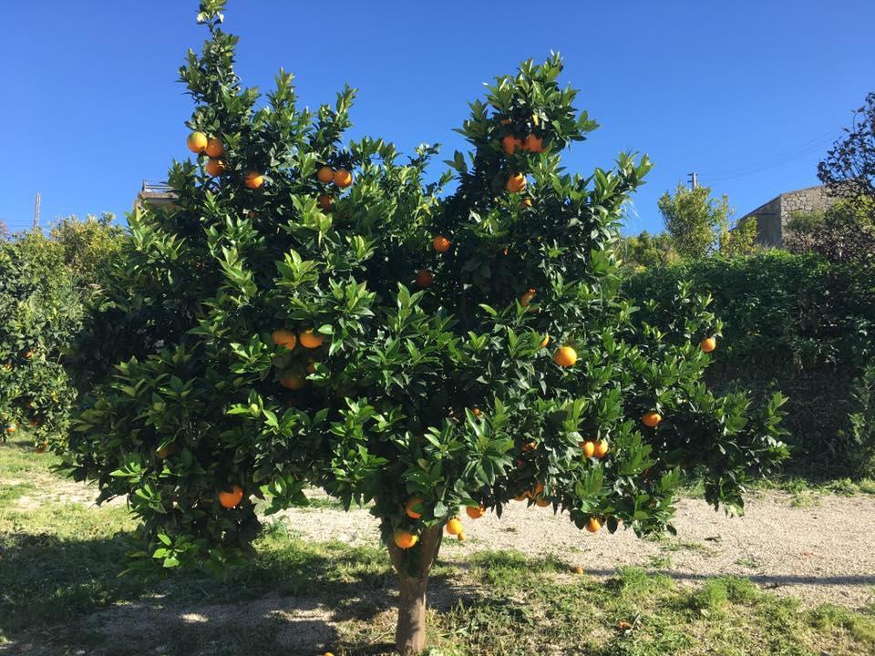 Tenuta Lanza Il Mulino Acquaviva Platani Bagian luar foto
